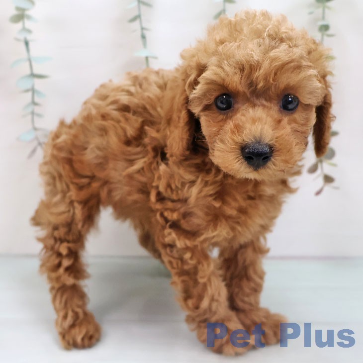 トイ・プードル