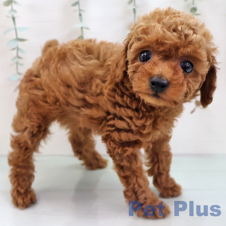 トイ・プードル