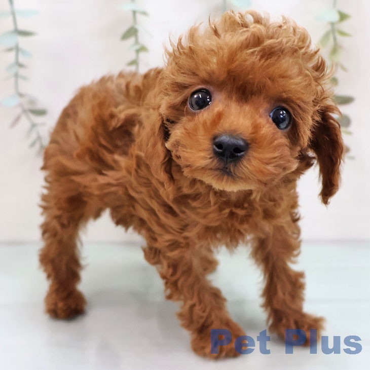 トイ・プードル