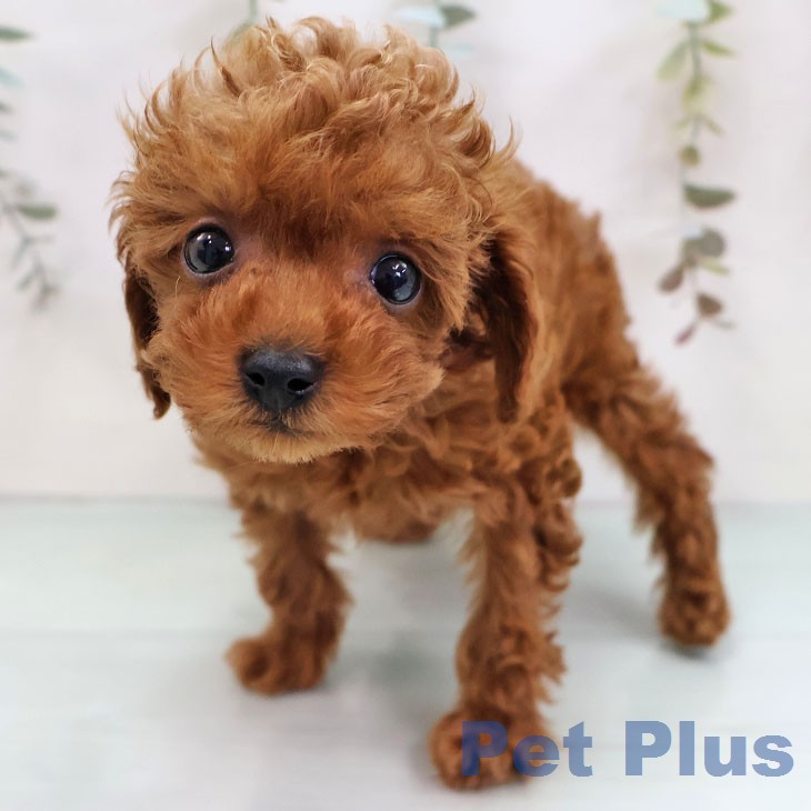 トイ・プードルの写真2