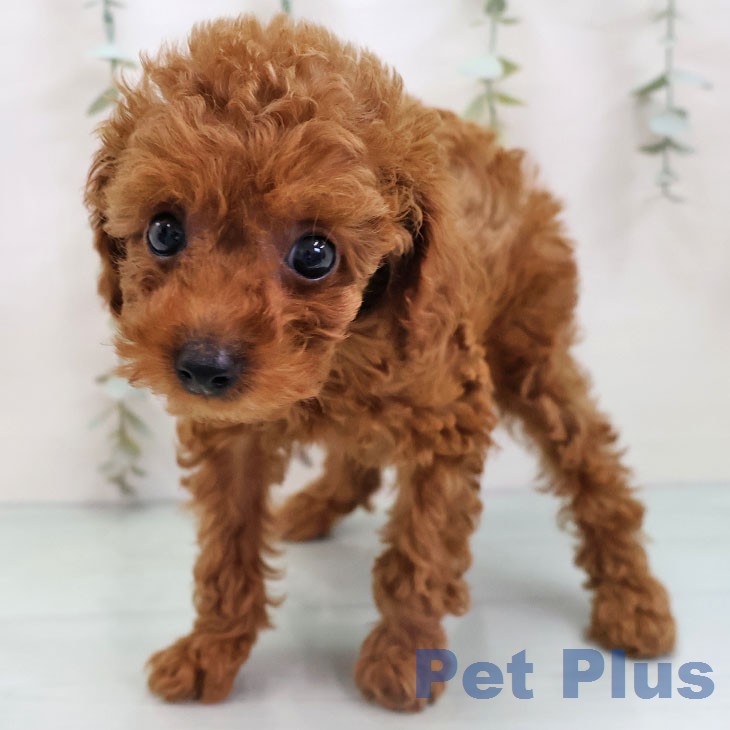 トイ・プードルの写真2