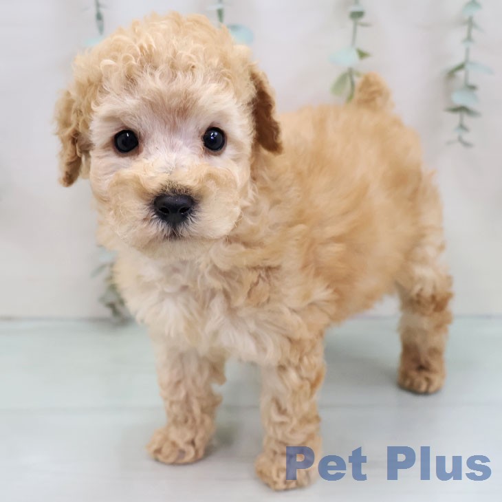 トイ・プードル