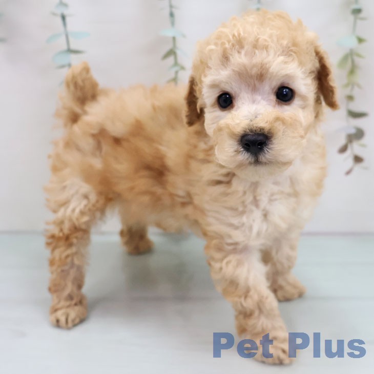 トイ・プードルの写真2