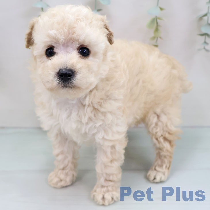 トイ・プードル