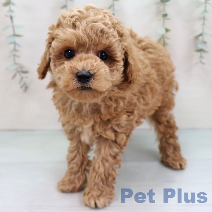 トイ・プードル