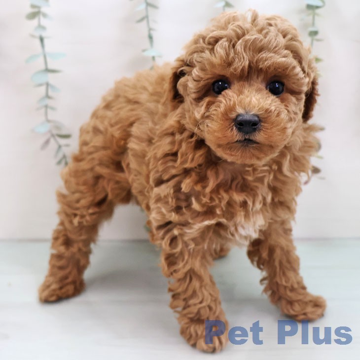 トイ・プードルの写真2