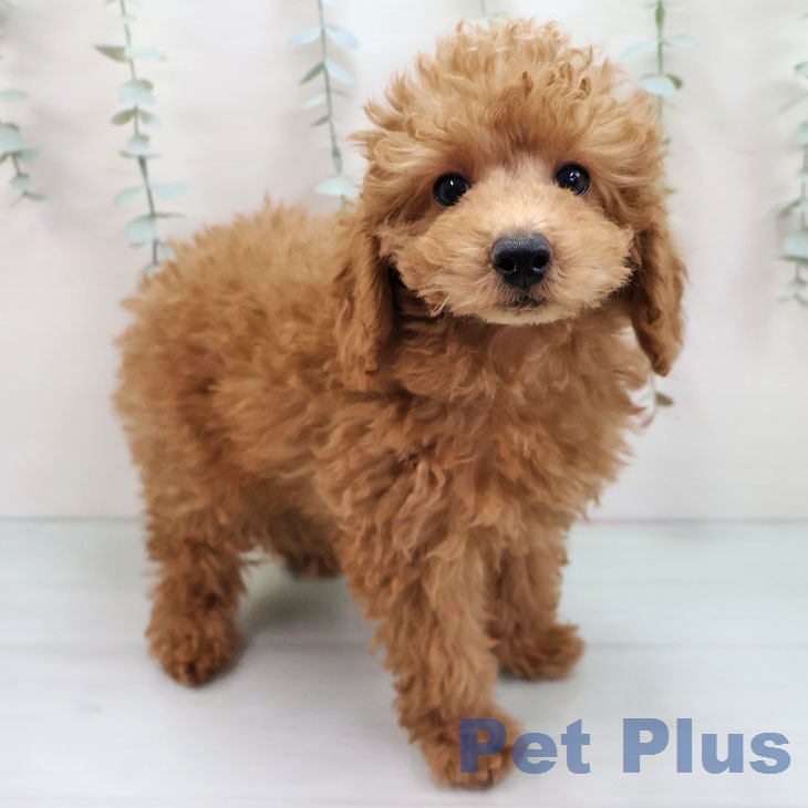 トイ・プードル