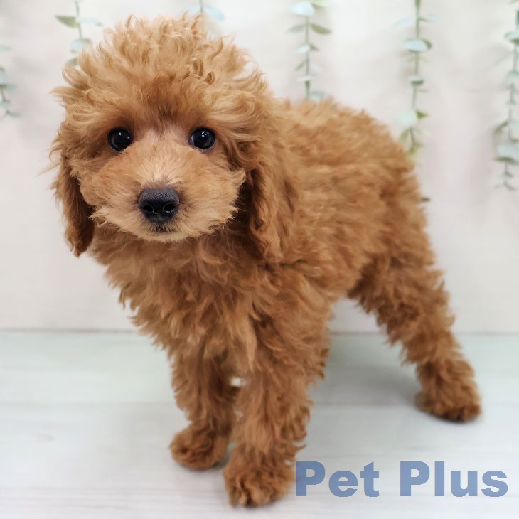 トイ・プードルの写真2