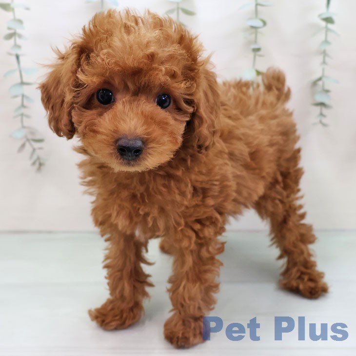 トイ・プードル