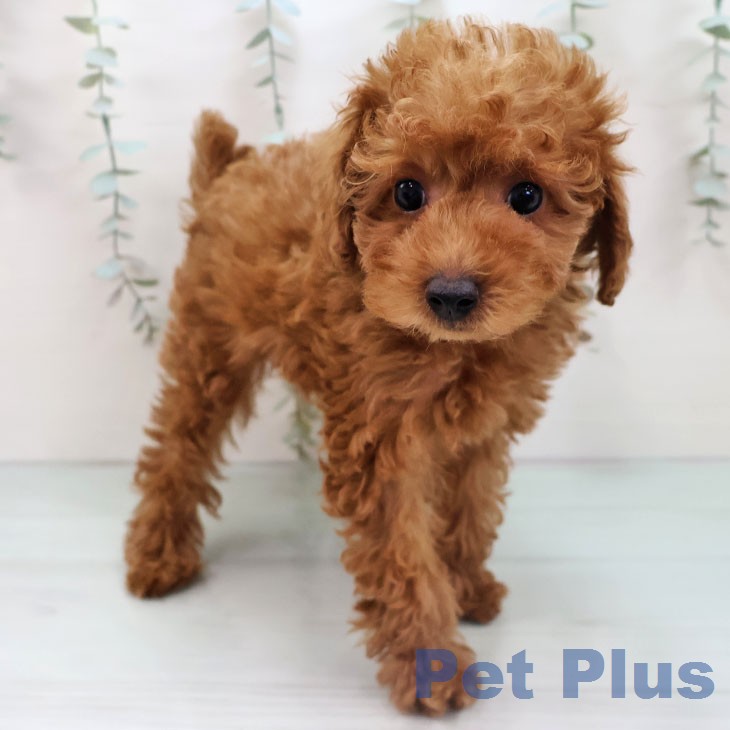 トイ・プードルの写真2