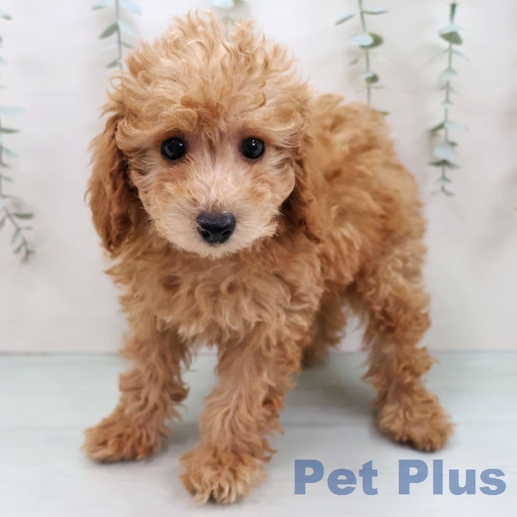 トイ・プードル