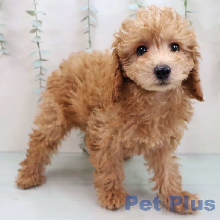 トイ・プードル