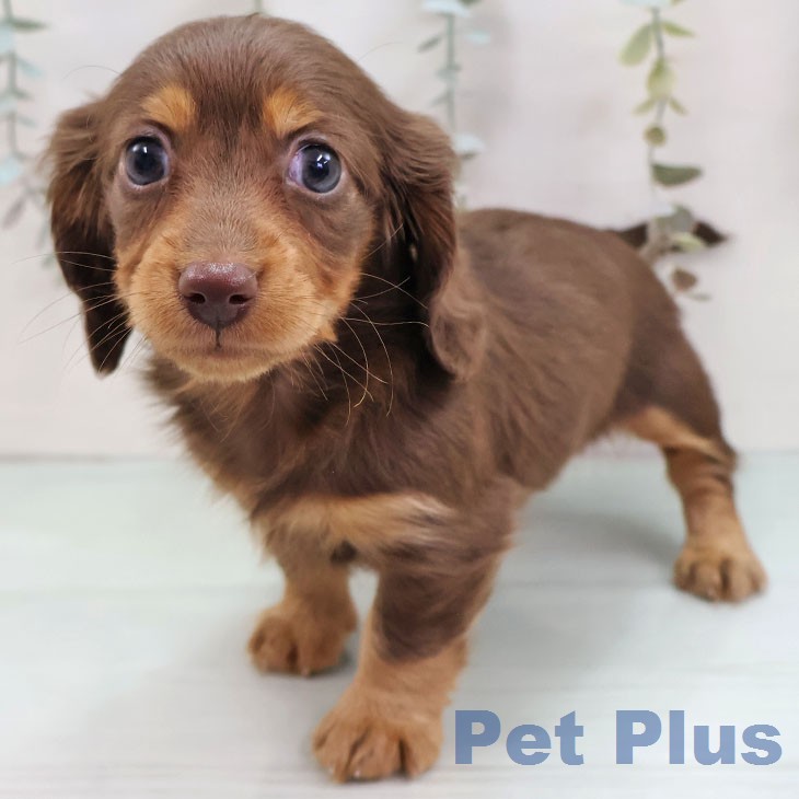 カニーンヘン・ダックスフンド