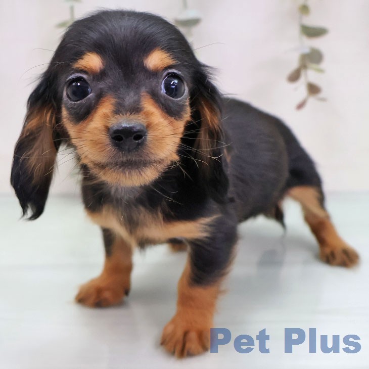 カニーンヘン・ダックスフンド