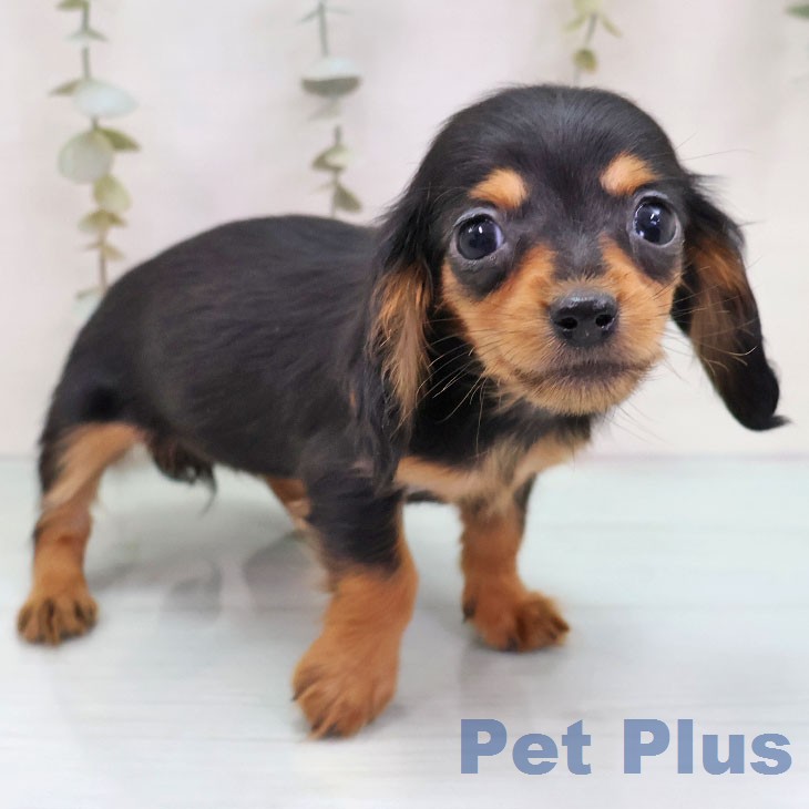 カニーンヘン・ダックスフンドの写真2