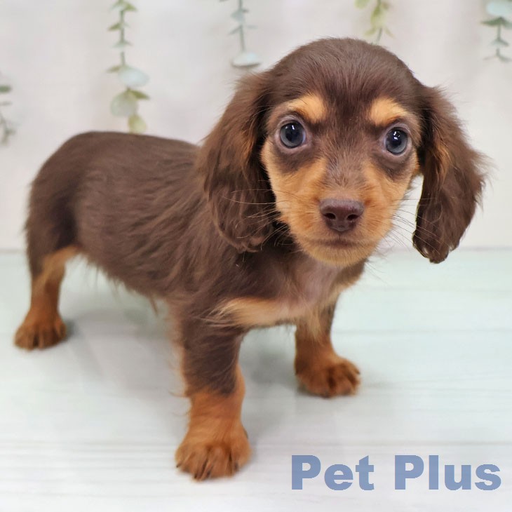 カニーンヘン・ダックスフンド