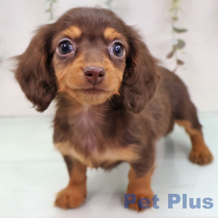 カニーンヘン・ダックスフンドの写真2