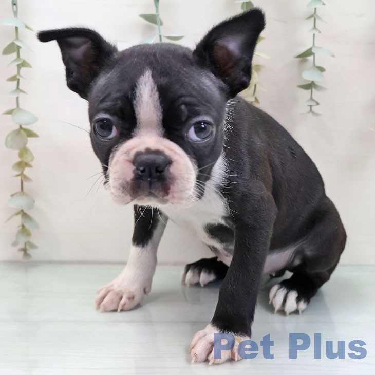 ボストン・テリアの写真2