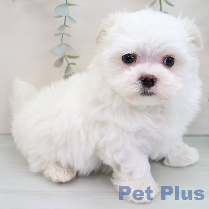 マルチーズの写真2