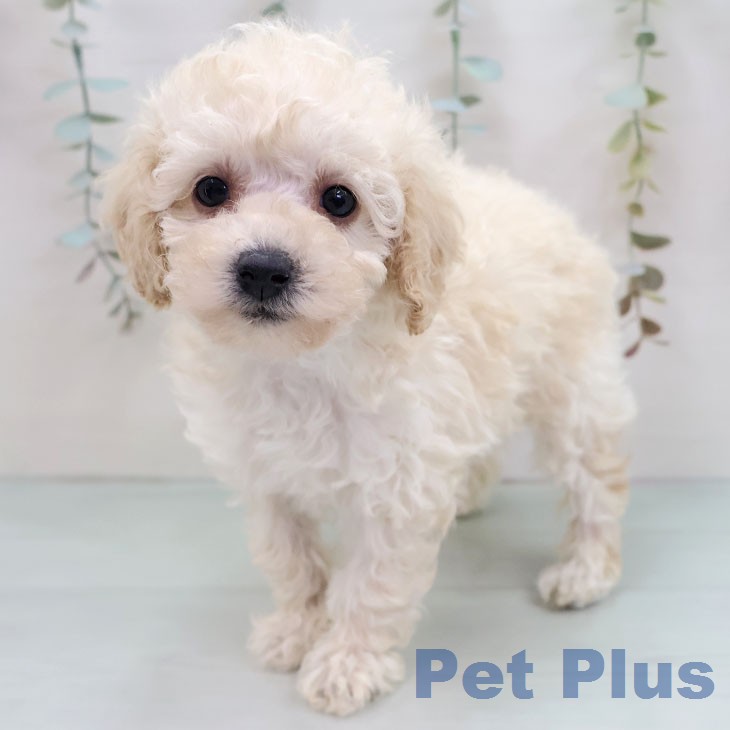 トイ・プードル