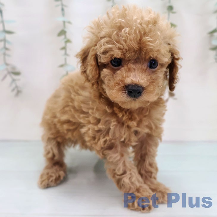 トイ・プードル