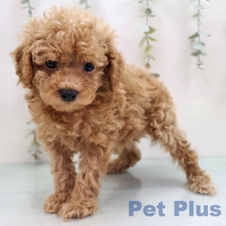 トイ・プードルの写真2