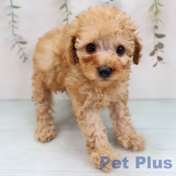 トイ・プードル