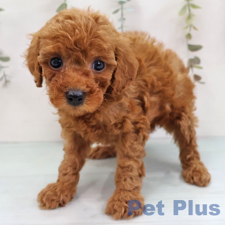 トイ・プードル