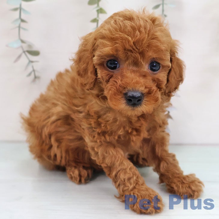 トイ・プードルの写真2