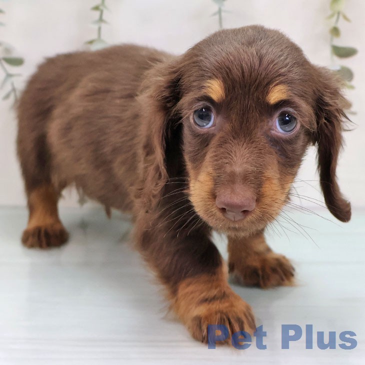 ミニチュア・ダックスフンド