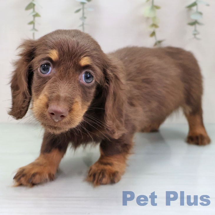 ミニチュア・ダックスフンドの写真2