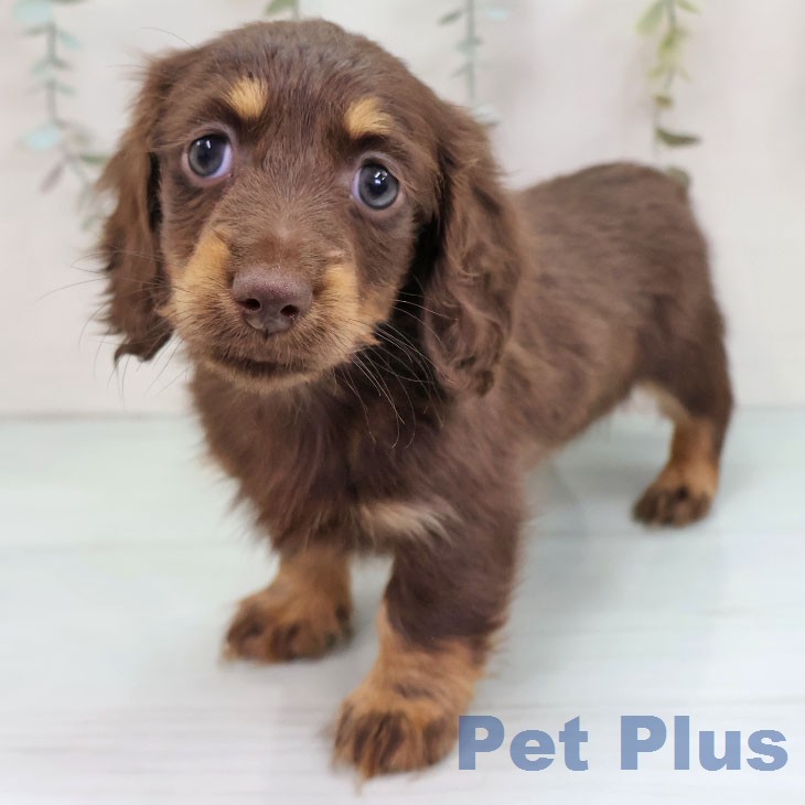 ミニチュア・ダックスフンド