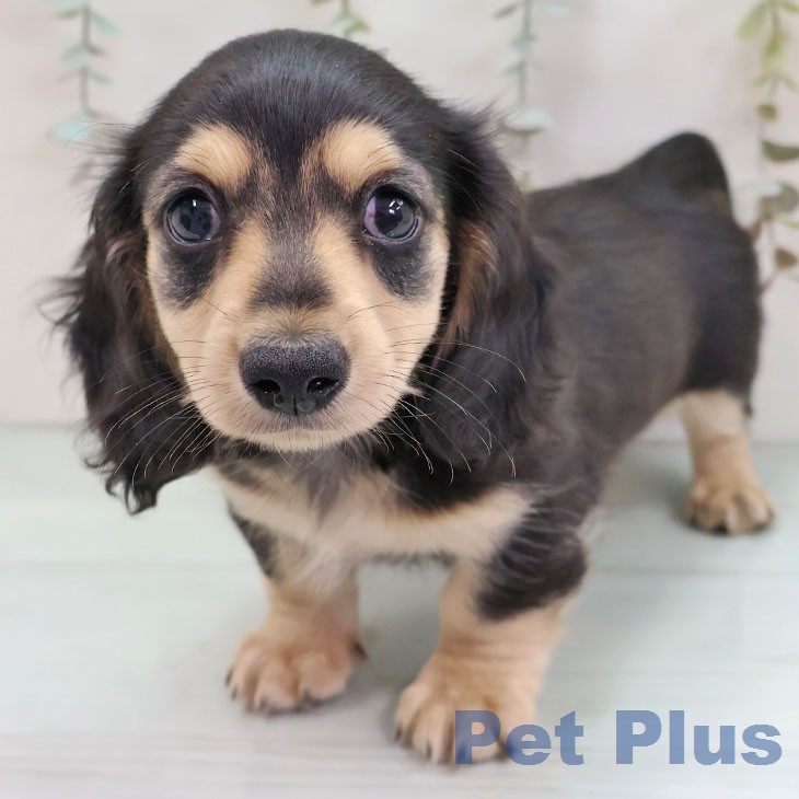 ミニチュア・ダックスフンドの写真2