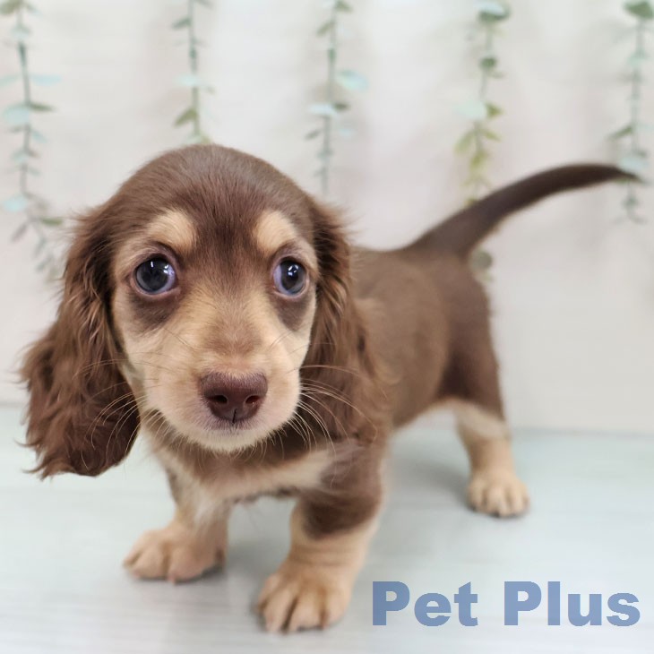 ミニチュア・ダックスフンド