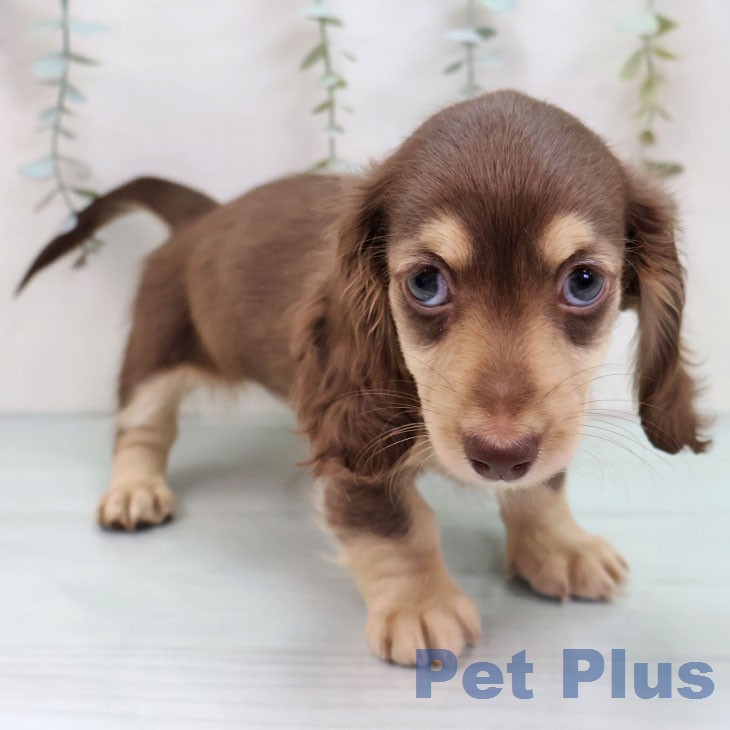 ミニチュア・ダックスフンド