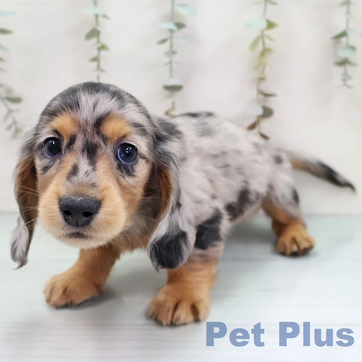 ミニチュア・ダックスフンド