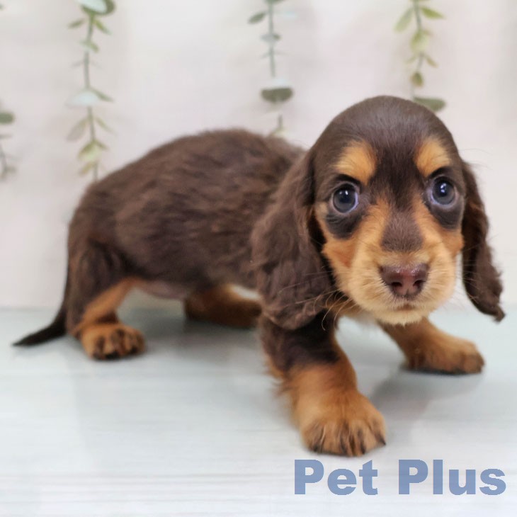 ミニチュア・ダックスフンドの写真2