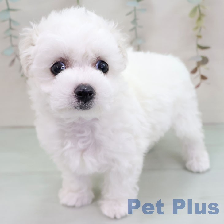 ビション・フリーゼ