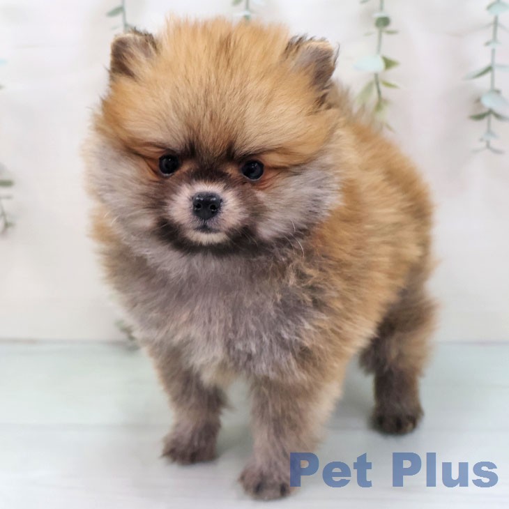 ポメラニアンの写真2