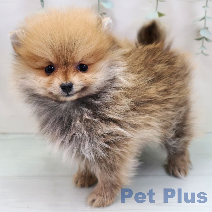 ポメラニアンの写真2