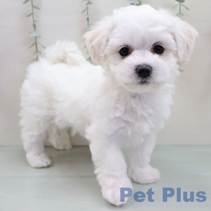 ビション・フリーゼ