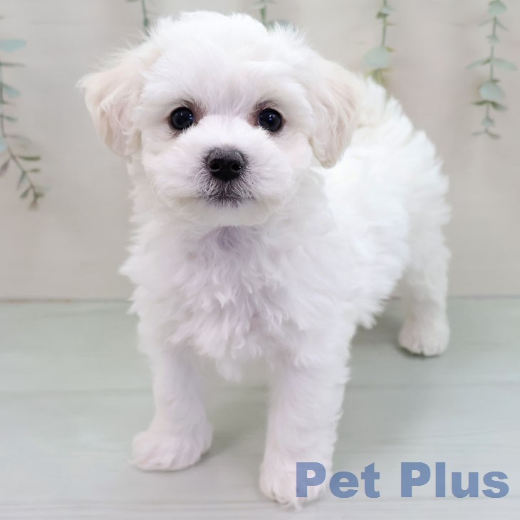 ビション・フリーゼの写真2