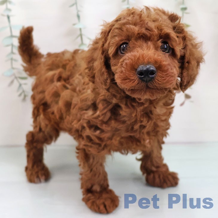 トイ・プードル