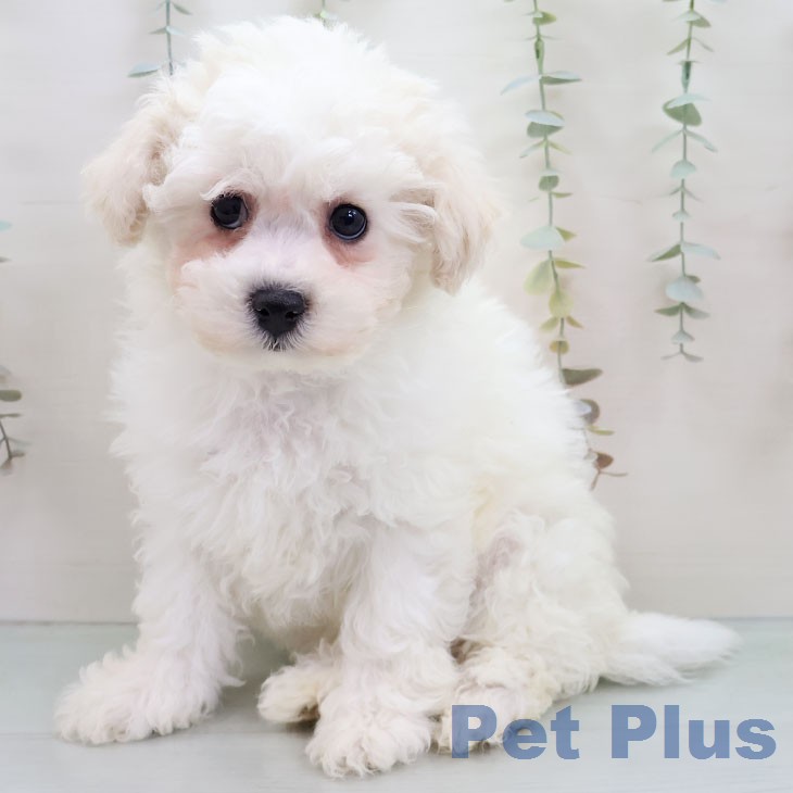 ビション・フリーゼの写真2