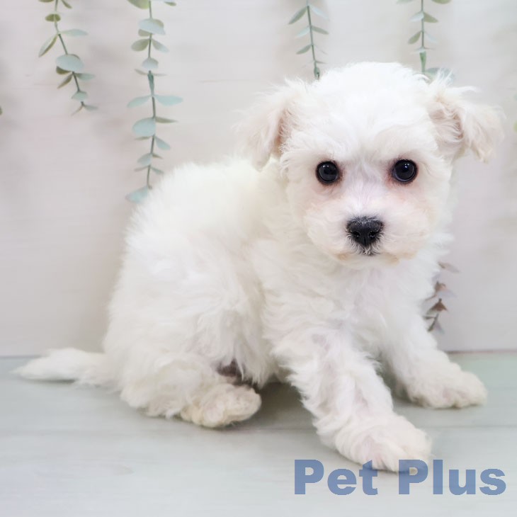 ビション・フリーゼの写真2