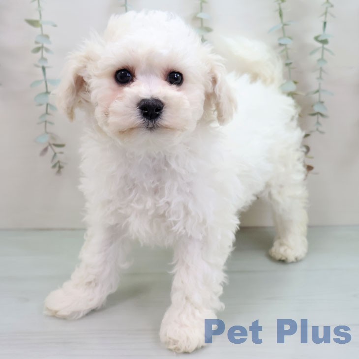 ビション・フリーゼ