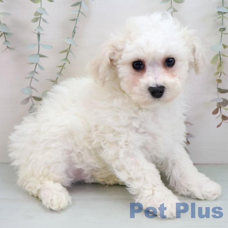 ビション・フリーゼの写真2