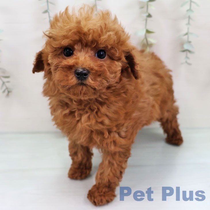 トイ・プードル