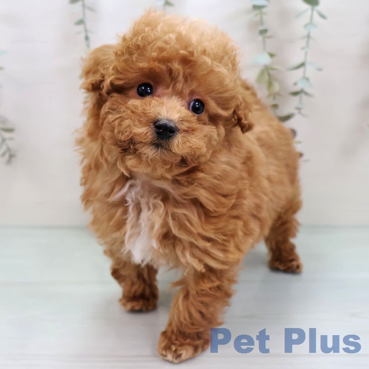 トイ・プードル