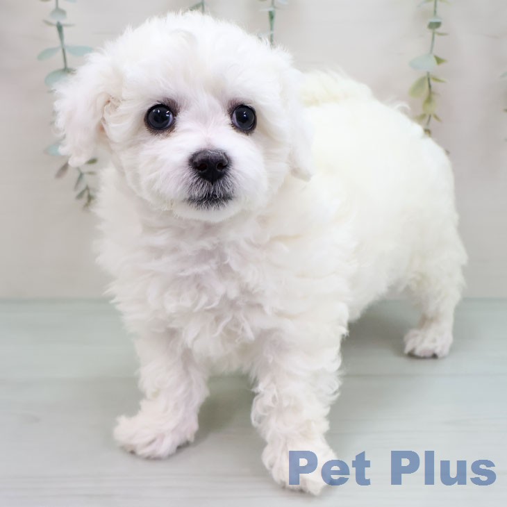 ビション・フリーゼ